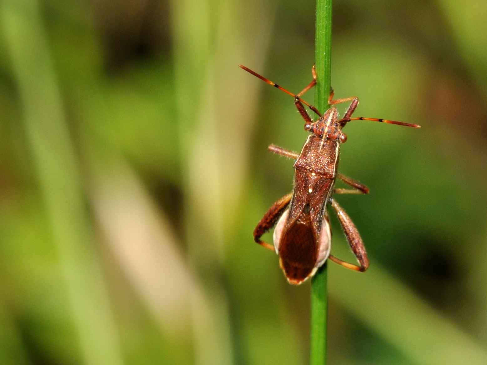 Camptopus lateralis ?